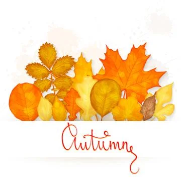 Autumn background with leaves vector Stock Illustration