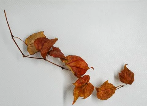 Autumn background. Leaves on white background Stock Photos