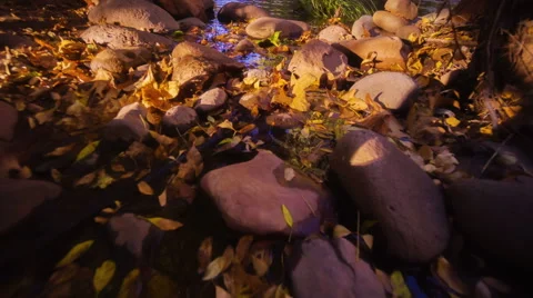 Autumn background. Low angle view, dolly shot. 動画素材 46499569