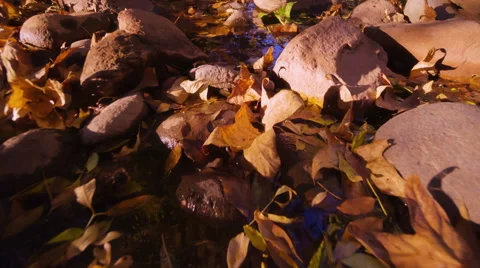 Autumn background. Low angle view, dolly shot. Vidéo 49444118