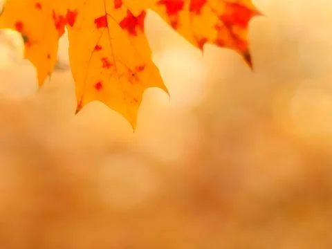 Autumn background with maple leaf close-up. Yellow, gold and red colors. Autu Stock Photos
