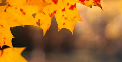 Autumn background with maple leaf close-up. Yellow, gold and red colors. Autumn Stock Photos