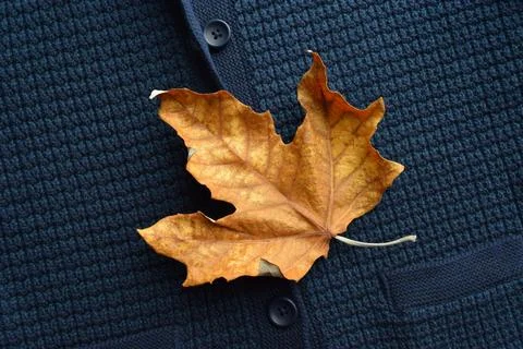 Autumn background with maple leaf Foto stock