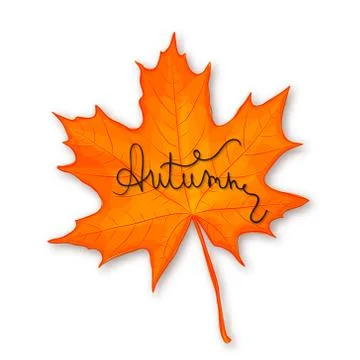 Autumn background with maple leaf on white Stock Illustration