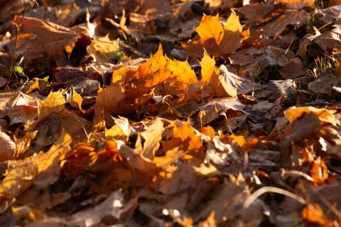 Autumn background with maple leaves Foto stock