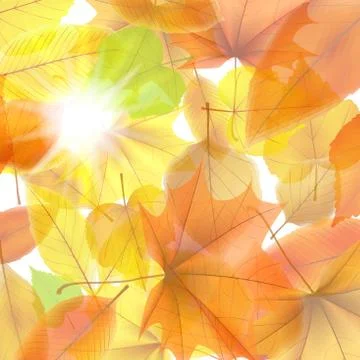 Autumn background with maple leaves. plus EPS10 Stock Illustration