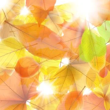 Autumn background with maple leaves. plus EPS10 Stock Illustration