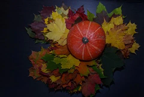 Autumn background with mini pumpkins on Maple leaves Stock Photos