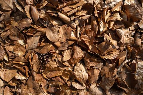 Autumn background with old brown beech leaves on the forest floor Foto stock