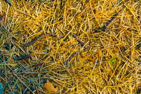 Autumn background or backdrop. Texture of yellowed grass. The background of the Фото