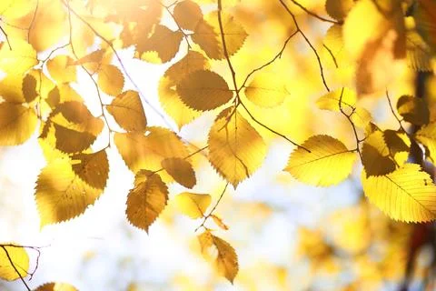 Autumn background in the park Stockfoto's