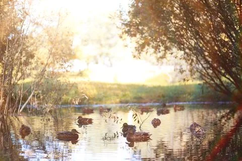 Autumn background in the park Stockfoto's