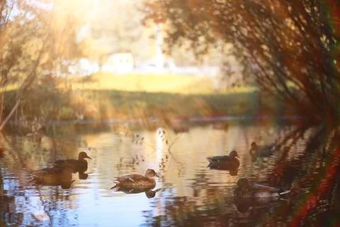 Autumn background in the park Stock Photos