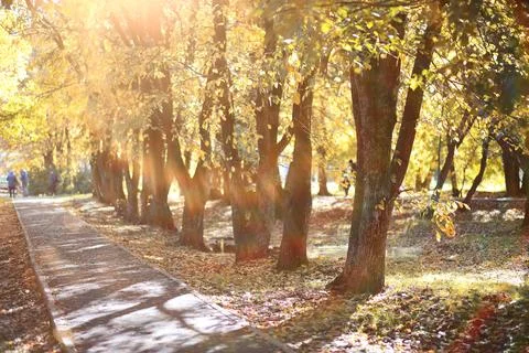 Autumn background in the park Stockfoto's