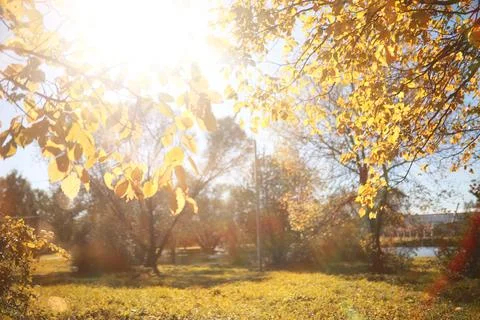 Autumn background in the park 스톡 사진