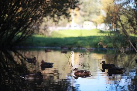 Autumn background in the park Stockfoto's