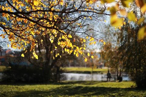 Autumn background in the park 스톡 사진
