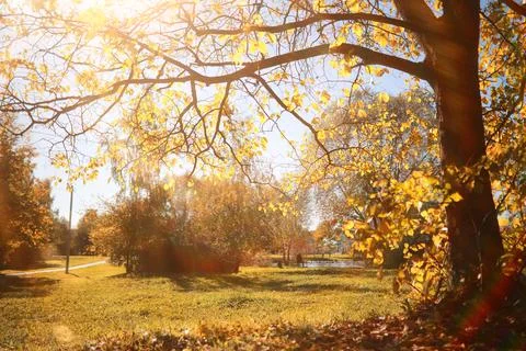 Autumn background in the park 스톡 사진