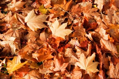 Autumn Background Stock Photos