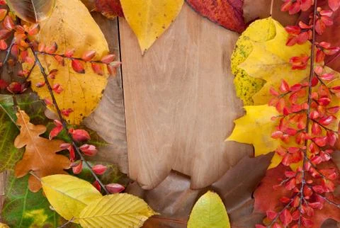 Autumn background Stock Photos