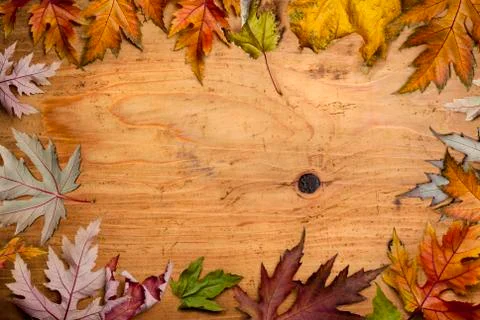 Autumn background Stock Photos