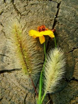 Autumn background Foto stock