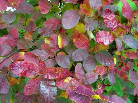 Autumn background Stock Photos