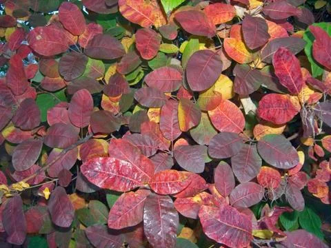 Autumn background Stock Photos