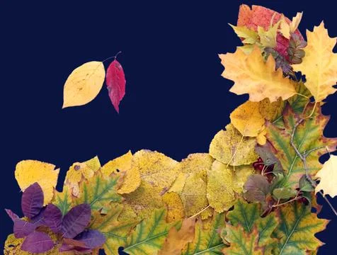 Autumn background Stock Photos