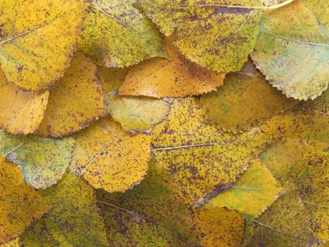Autumn background Stock Photos