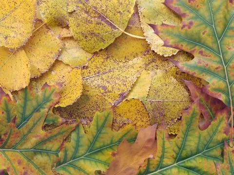 Autumn background Stock Photos