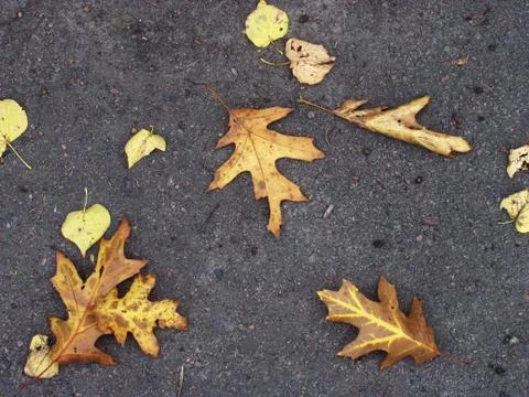 Autumn background Stock Photos
