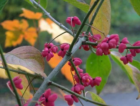 Autumn background Stock Photos