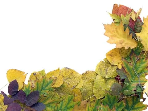Autumn background Stock Photos