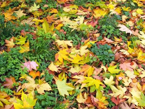 Autumn background Stock Photos