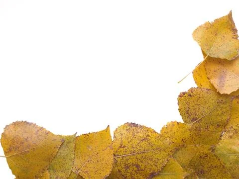 Autumn background Stock Photos