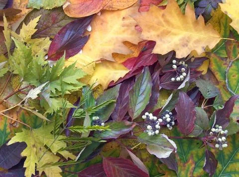 Autumn background Stock Photos