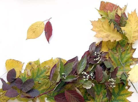Autumn background Stock Photos