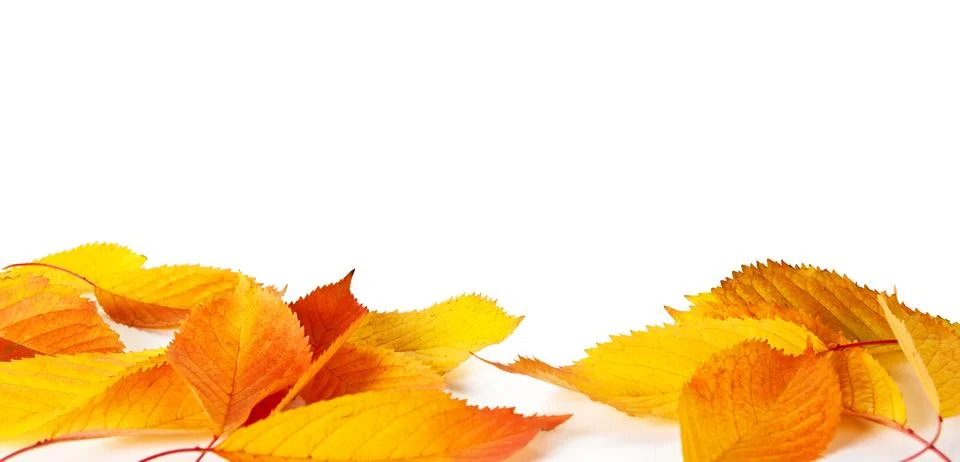 Autumn background Stock Photos
