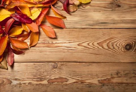 Autumn background Stock Photos