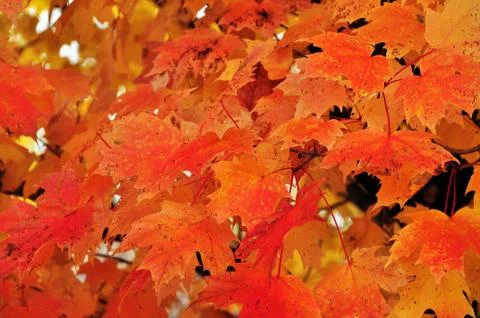 Autumn background Stock Photos