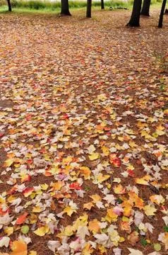 Autumn background Stock Photos