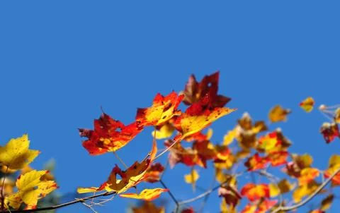 Autumn background Stock Photos
