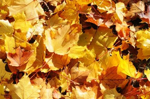 Autumn background Stock Photos