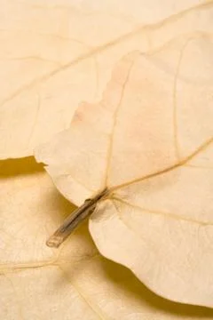 Autumn Background Foto stock