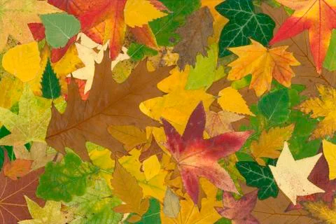 Autumn background Stock Photos
