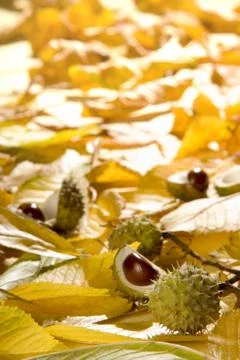 Autumn background Stock Photos