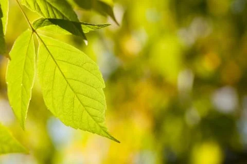 Autumn background Stock Photos