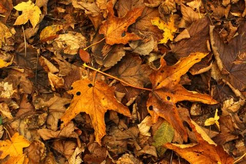 Autumn background Foto stock