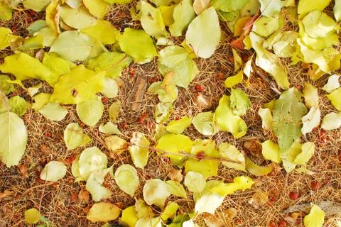 Autumn background Stock Photos